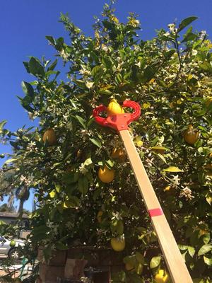 fruit-picking 