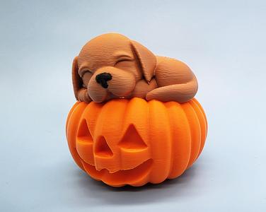 Puppy Sleeping on Jack-o-Lantern