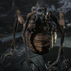 White-Faced Locust - Dark Souls 3