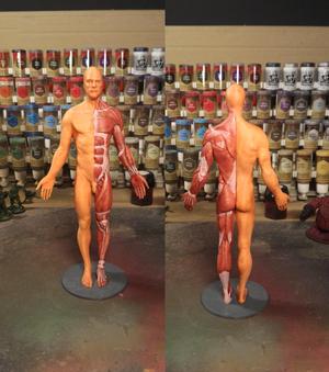 Anatomy reference