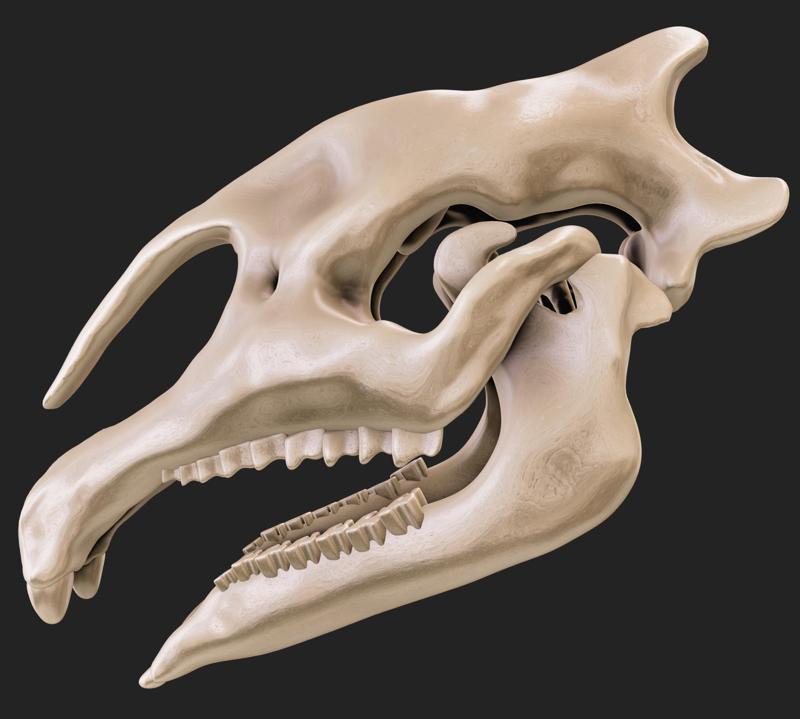 Paraceratherium skull