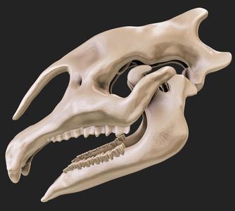 Paraceratherium skull