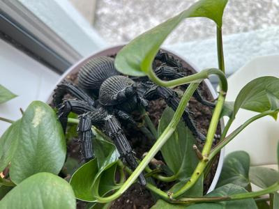 Halloween Accessories | Collection | Spider