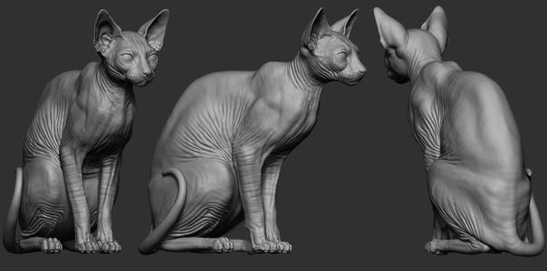 Sphynx cat