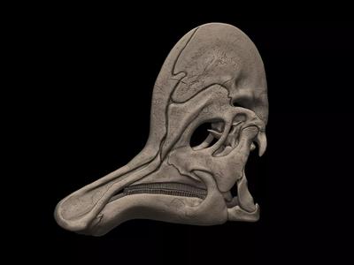 Corythosaurus Skull