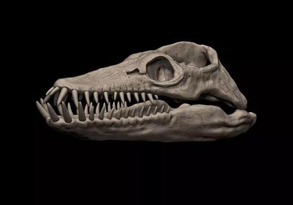 Elasmosaurus Skull