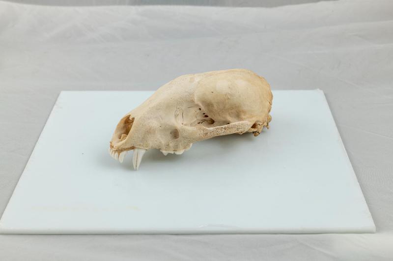 Badger skull. 
