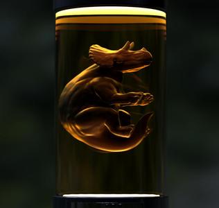 JP Triceratops Embryo