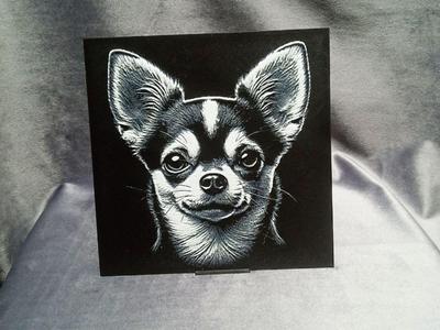 Chihuahua dog