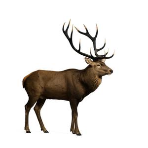 The Eld's Deer Model (Thailand) 004