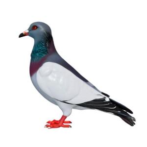 Realistic Pigeon