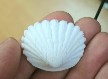 Clam seashell