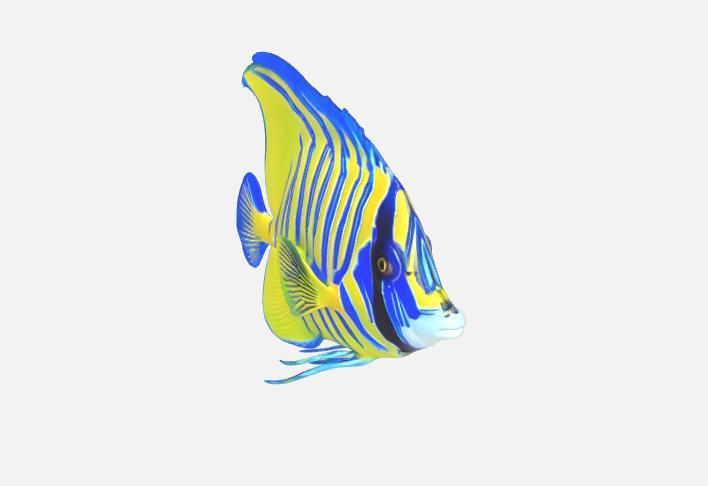 REGAL ANGEL FISH WHIT STAND