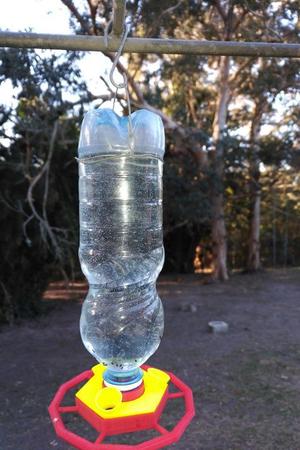 Sunbird Feeder