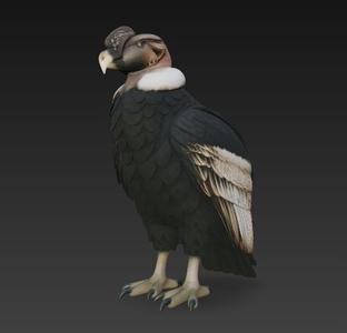 Andean Condor