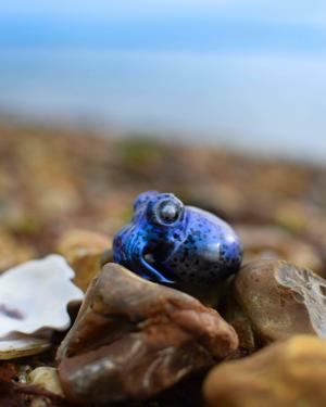 Bobtail squid & keyring