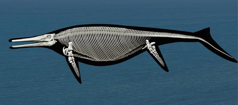 Shonisaurus: Complete skeleton