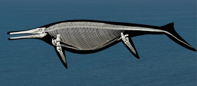 Shonisaurus: Complete skeleton
