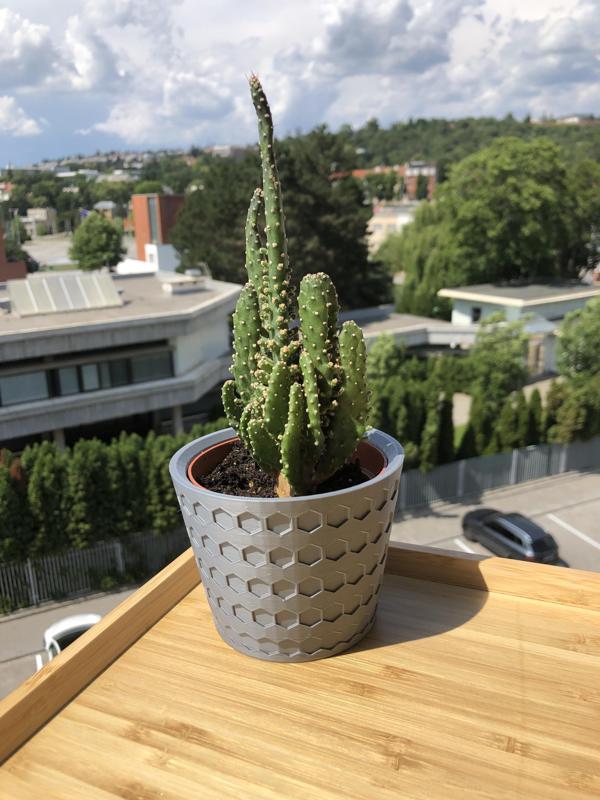 Květináč na kaktus