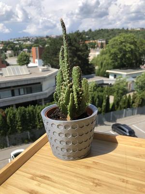 Květináč na kaktus