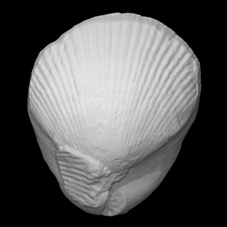 Brachiopod - Kirkidium knighti