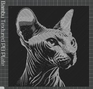Sphynx Cat