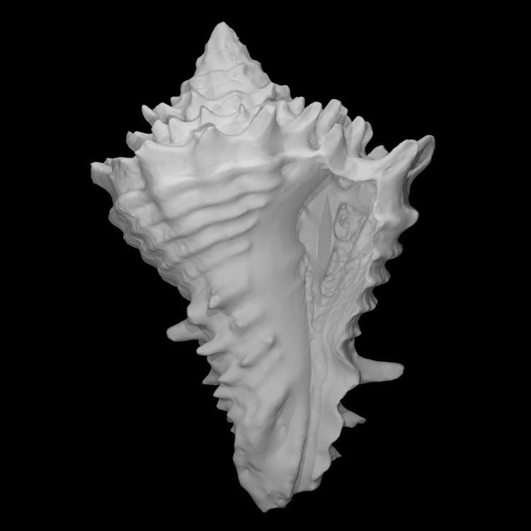 Gastropod: Hystrivasum locklini (PRI 70721)