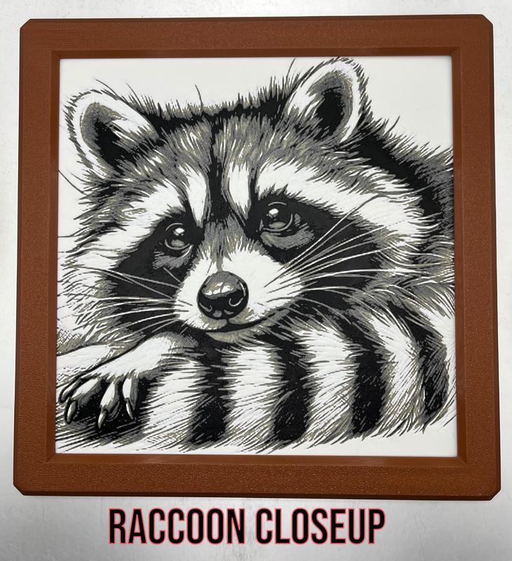 Raccoon Closeup