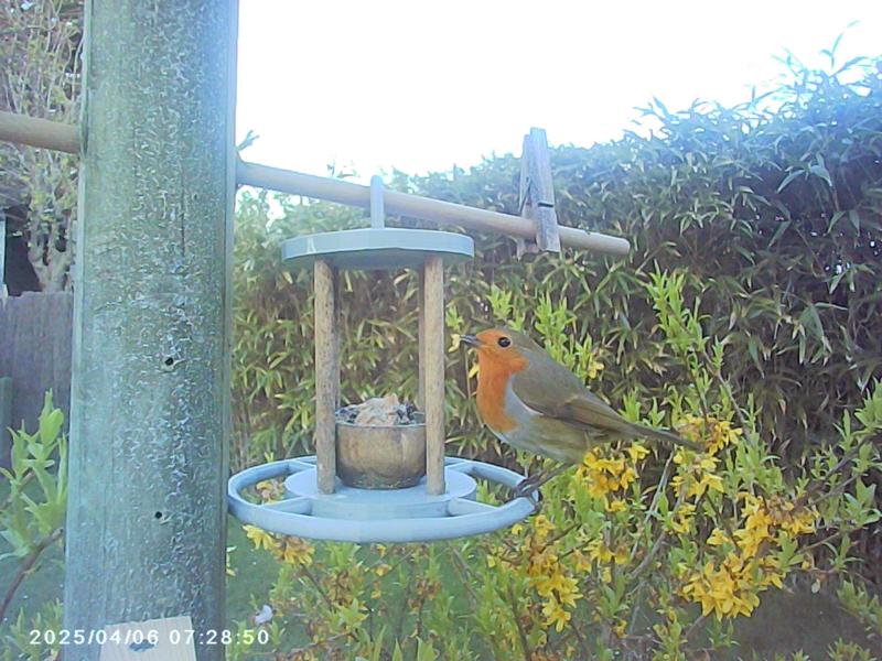 bird feeder for grease ball
