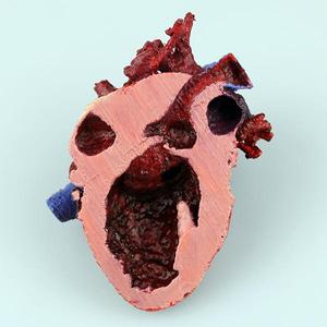 Human Heart