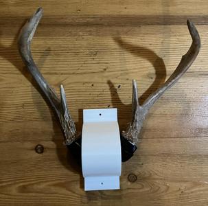 SMALL DEER SKULLCAP MOUNT