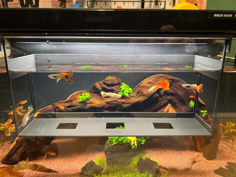 Xiaomi Aquarium Large Feeding and Viewing Area