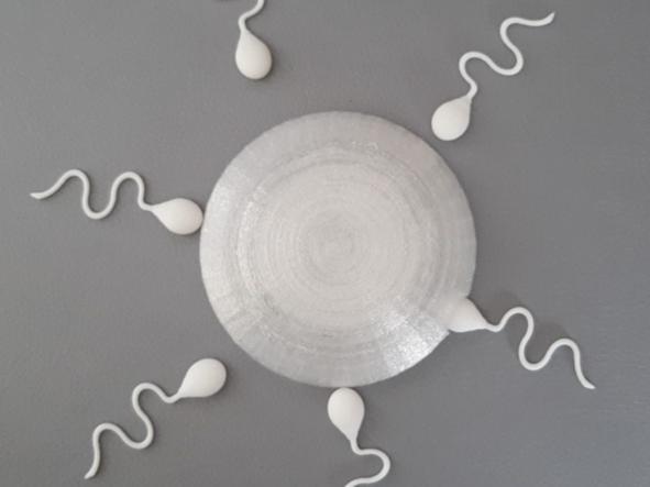 Fertilization/ Sperm/ Ovum