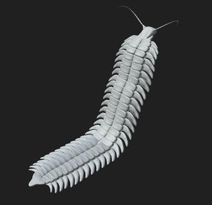 Arthropleura