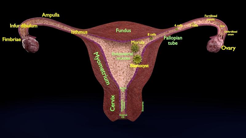 Fertilization stages of ovum