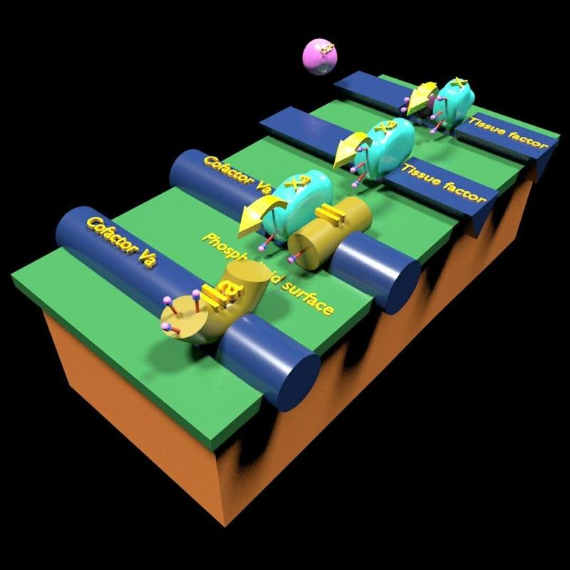 3D COAGULATION CASCADE COMMON PATHWAY