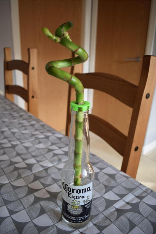 Lucky Corona Bamboo Planter