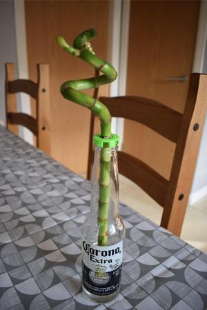 Lucky Corona Bamboo Planter
