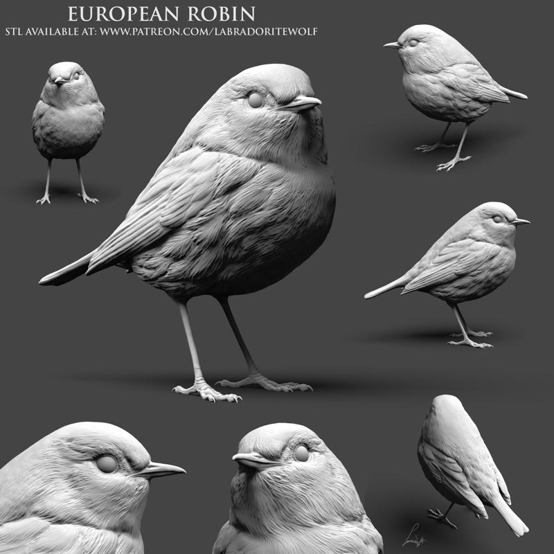 European Robin