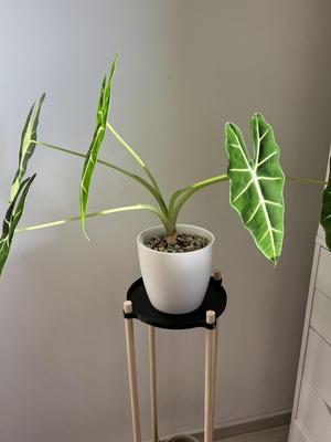 Plant shelf