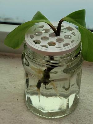Propagator 4000 - Propagador 4000