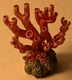 Scatter Coral