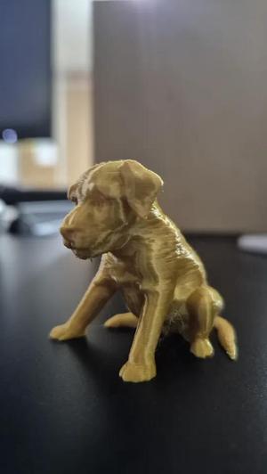 Cute dog   