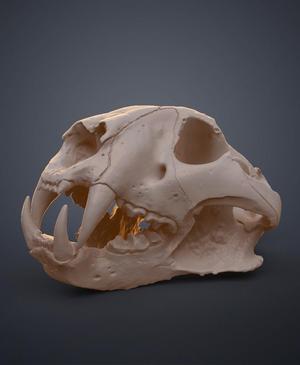 Tiger Skull (Panthera Tigris Tigris)