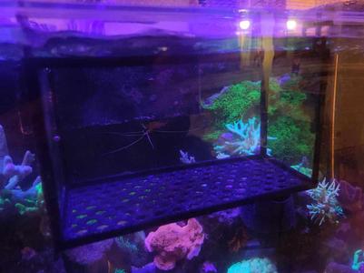 Mostly printed acclimation box for aquarium fish...or wathever.