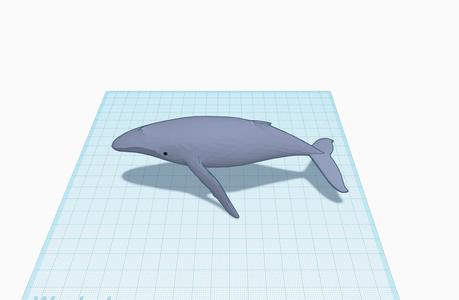 Whale