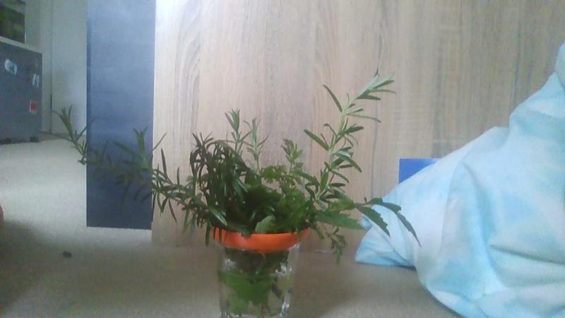 Cutting root starter