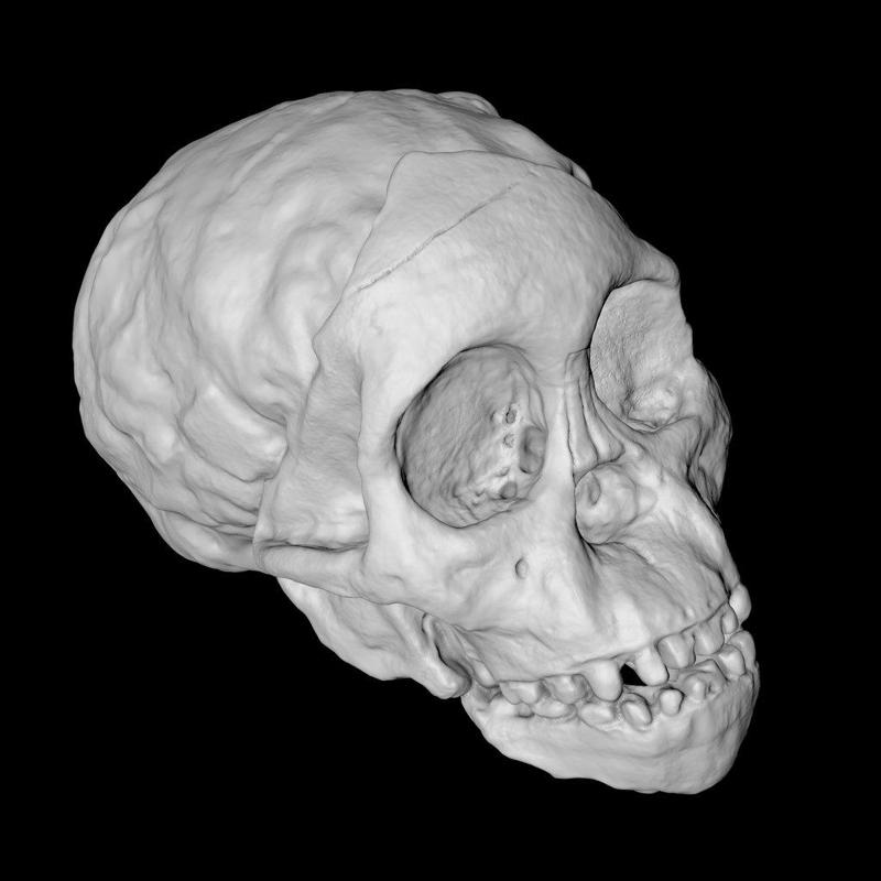 Taung Child Skull
