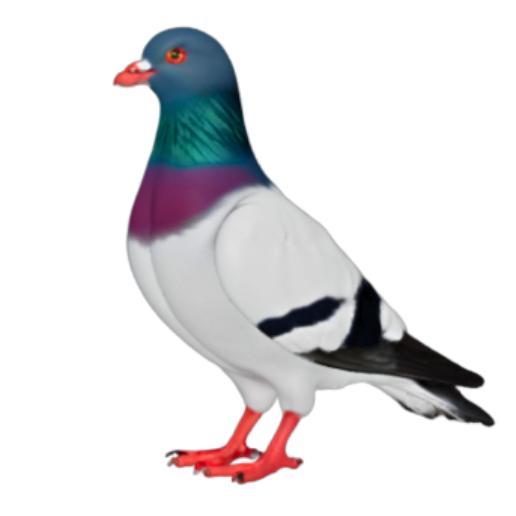 Vibrant Pigeon