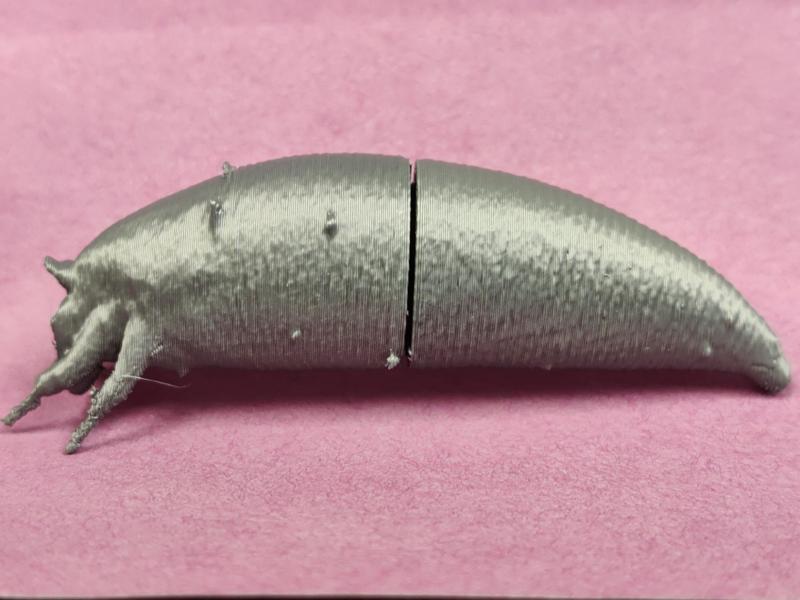 Phyllocoptes (Immature Stage)